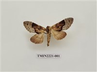 藏品(銀裙舟蛾)的圖片